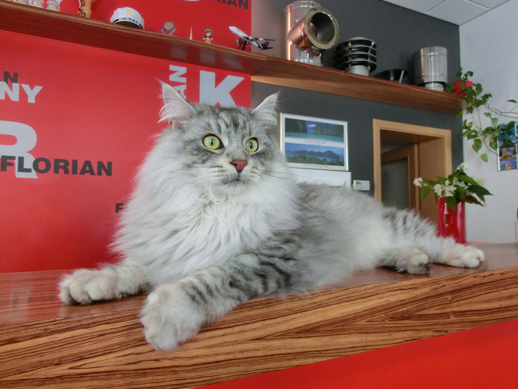 Kocour Jeffry — maskot Floriana
